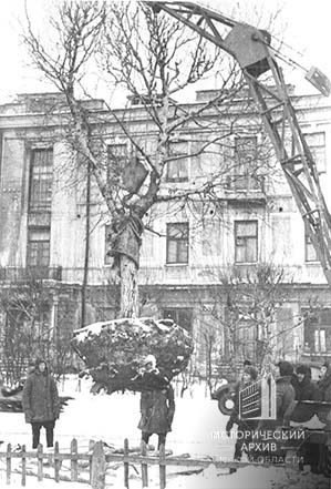 Посадка многолетних деревьев